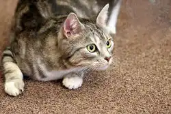 Professional pet stain removal brooklyn ny