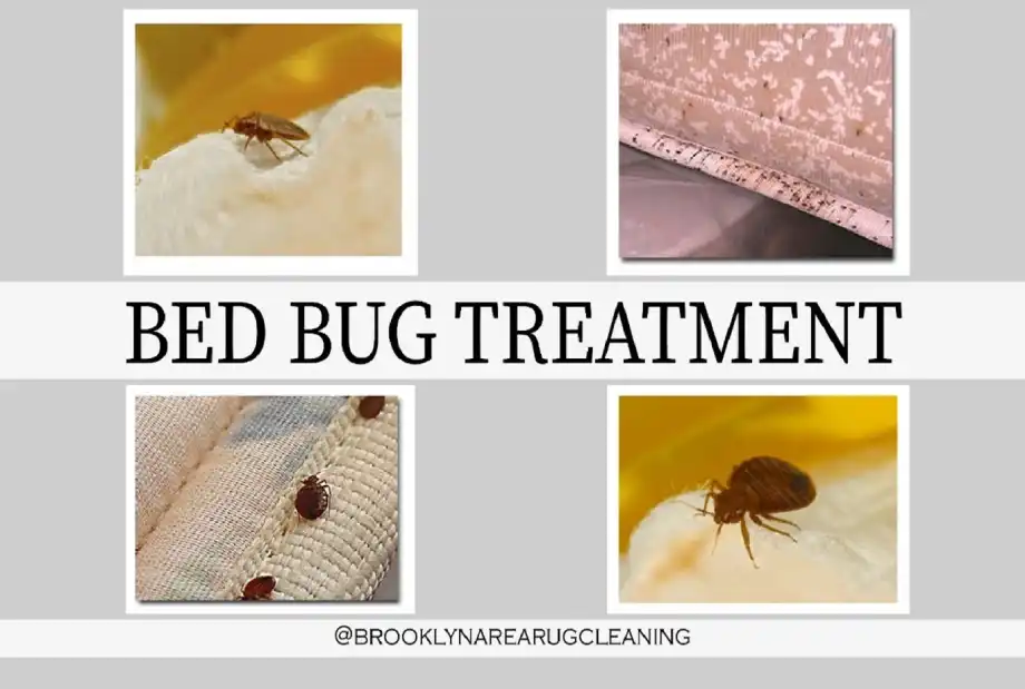 Bed Bug Cleaning services in brooklyn